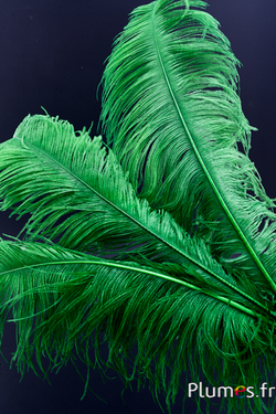 Autruche premium - 50-60 cm - vert